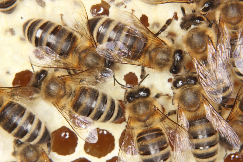 Honigmacherinnen und Baubienen auf Zellen mit reifem Honig